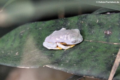 Granular-Glasfrosch (Cochranella granulosa)