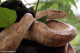 Ringelboa im Arenal Eco Zoo, Costa Rica