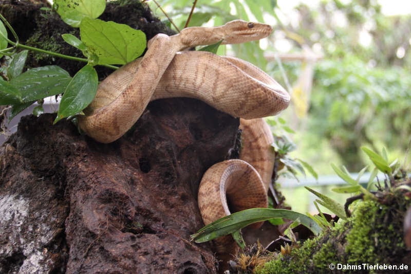 Corallus annulatus-3