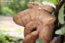 Ringelboa (Corallus annulatus) im Arenal Eco Zoo, Costa Rica