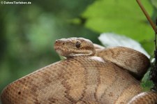 Ringelboa (Corallus annulatus) im Arenal Eco Zoo, Costa Rica