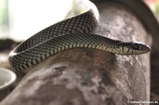 Perlnatter (Drymobius margaritiferus) im Arenal Eco Zoo, Costa Rica