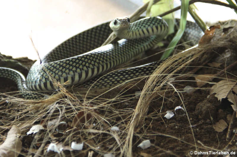 Perlnatter (Drymobius margaritiferus)