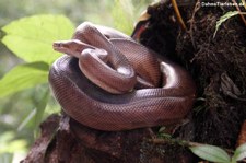 Braune Regenbogenboa (Epicrates maurus) im Arenal Eco Zoo, Costa Rica