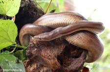 Braune Regenbogenboa (Epicrates maurus) im Arenal Eco Zoo, Costa Rica