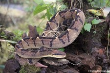 Mittelamerikanischer Buschmeister (Lachesis stenophrys) im Arenal Eco Zoo, El Castillo, Costa Rica