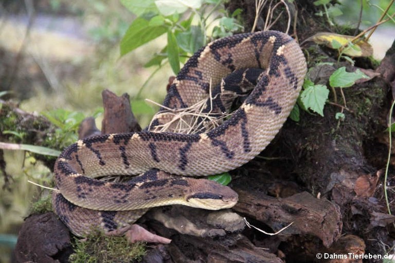 Lachesis stenophrys