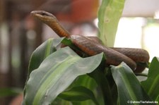 Amerikanische Peitschennatter (Mastigodryas melanolomus) im Arenal Eco Zoo, Costa Rica