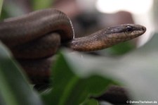 Amerikanische Peitschennatter (Mastigodryas melanolomus) im Arenal Eco Zoo, Costa Rica