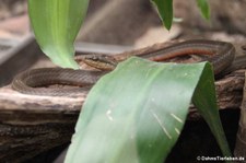 Amerikanische Peitschennatter (Mastigodryas melanolomus) im Arenal Eco Zoo, Costa Rica