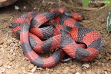 Mondnatter (Oxyrhopus petolarius) im Arenal Eco Zoo, Costa Rica