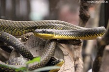 Nördliche Vogelnatter (Phrynonax poecilonotus) im Arenal Eco Zoo, Costa Rica