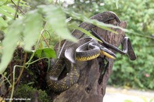 Nördliche Vogelnatter (Phrynonax poecilonotus) im Arenal Eco Zoo, Costa Rica