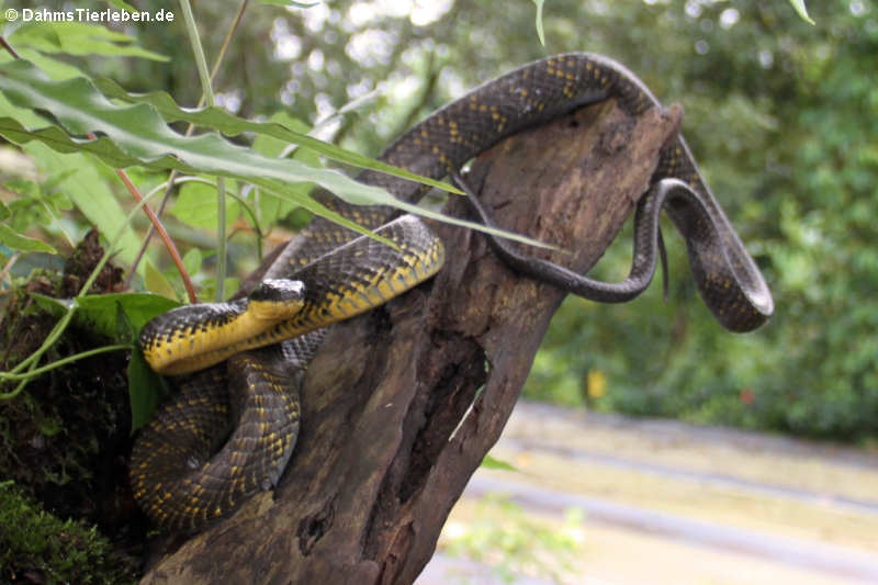 Nördliche Vogelnatter Phrynonax poecilonotus-2