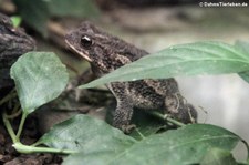 Blattlaubfall-Kröte (Rhaebo haematiticus) im Arenal EcoZoo, Costa Rica