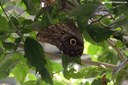 Caligo telamonius memnon