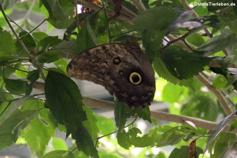 Caligo memnon