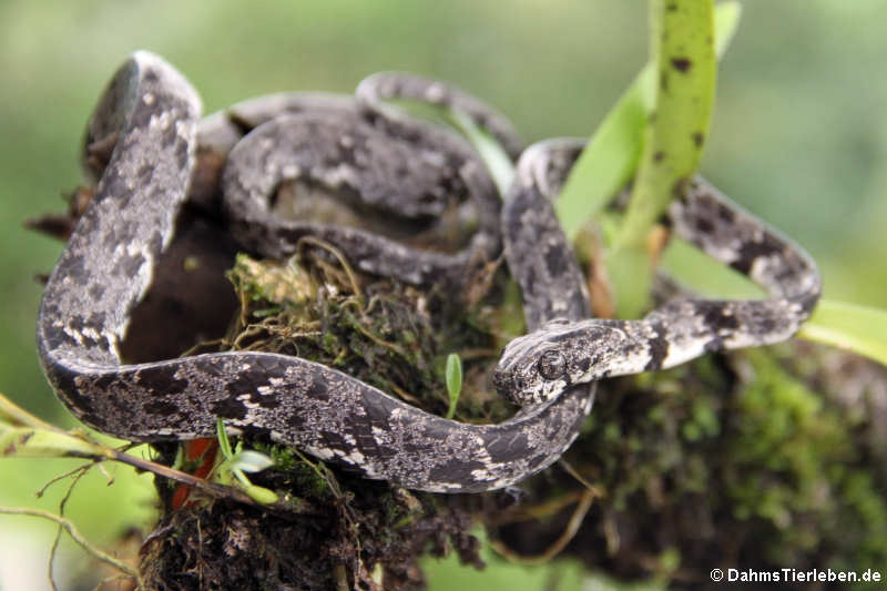 Bananennatter Sibon annulatus-1