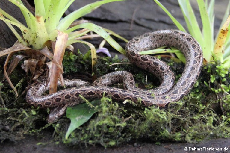 Ungaliophis panamensis