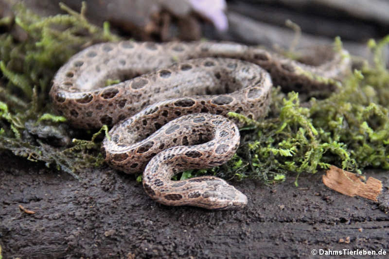 Ungaliophis panamensis