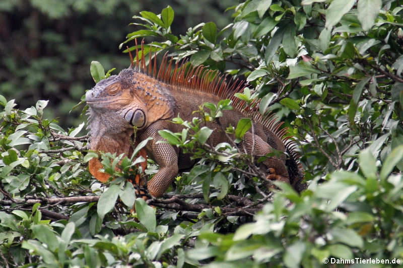 Grüner Leguan in Costa Rica