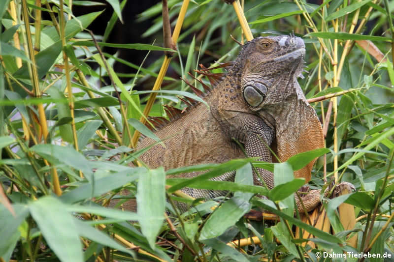 Grüner Leguan Iguana iguana-10