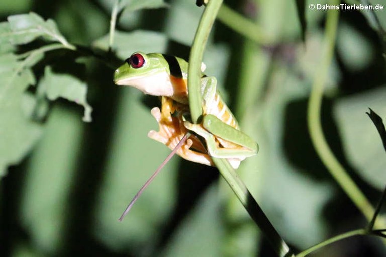 Agalychnis callidryas