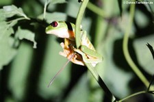 Rotaugenlaubfrosch (Agalychnis callidryas) im Rainmaker Mountains’ Rainforest, Costa Rica