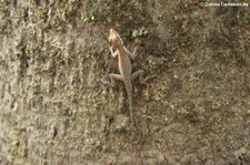 Anolis limifrons im Nationalpark Manuel Antonio, Costa Rica