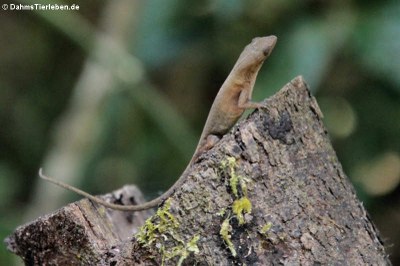 Anolis cristatellus