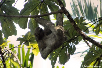 Braunkehl-Faultier (Bradypus variegatus)