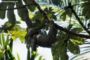 Bradypus variegatus