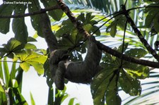 Braunkehl-Faultier (Bradypus variegatus) im Nationalpark Manuel Antonio, Costa Rica