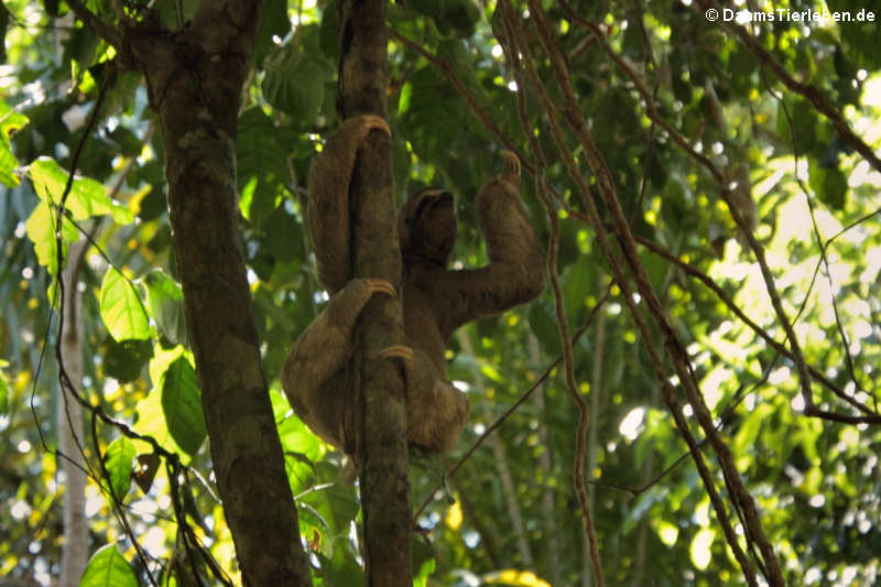 Braunkehl-Faultier Bradypus variegatus-10