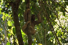 Braunkehl-Faultier (Bradypus variegatus) im Nationalpark Manuel Antonio, Costa Rica