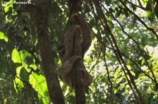 Braunkehl-Faultier (Bradypus variegatus) im Nationalpark Manuel Antonio, Costa Rica