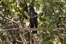 Krabbenbussard (Buteogallus anthracinus anthracinus) in der Nähe des Nationalparks Manuel Antonio, Costa Rica