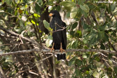 Krabbenbussard (Buteogallus anthracinus anthracinus)