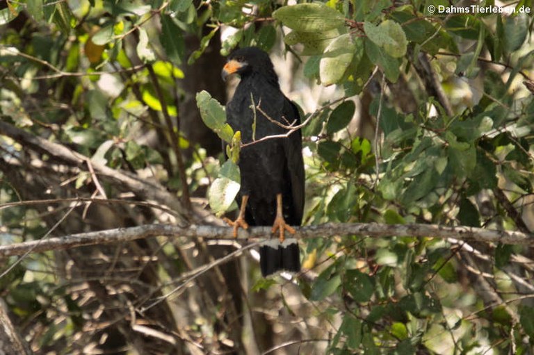 Buteogallus anthracinus anthracinus