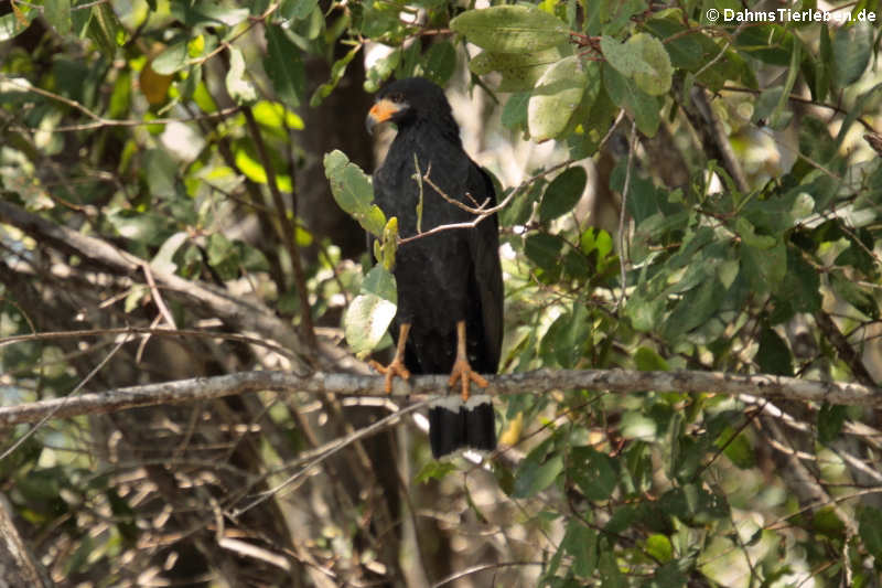 Buteogallus anthracinus anthracinus