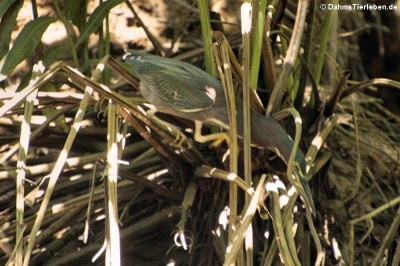 Grünreiher (Butorides virescens virescens)
