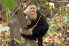 Panama-Kapuzineraffe (Cebus imitator) in der Nähe des Manuel Antonio Nationalparks, Costa Rica