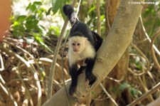 Panama-Kapuzineraffe (Cebus imitator) in der Nähe des Manuel Antonio Nationalparks, Costa Rica