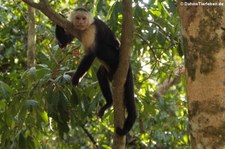 Panama-Kapuzineraffe (Cebus imitator) in der Nähe des Manuel Antonio Nationalparks, Costa Rica