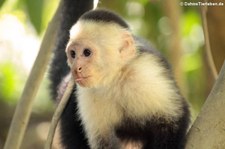 Panama-Kapuzineraffe (Cebus imitator) in der Nähe des Manuel Antonio Nationalparks, Costa Rica