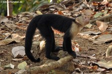 Panama-Kapuzineraffe (Cebus imitator) im Nationalpark Manuel Antonio, Costa Rica