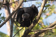 Rabengeier (Coragyps atratus brasiliensis) im Nationalpark Manuel Antonio, Costa Rica