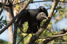 Rabengeier (Coragyps atratus brasiliensis) im Nationalpark Manuel Antonio, Costa Rica