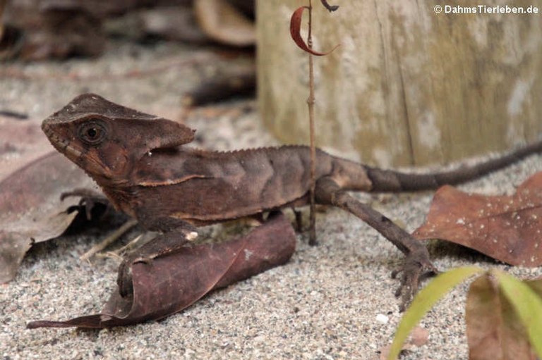 Corytophanes cristatus