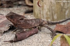 Helmleguan (Corytophanes cristatus) im Nationalpark Manuel Antonio, Costa Rica